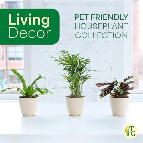 Live Pet Safe Houseplants (4 Pack), Grower's Choice Bundle, 4" Pots - Image 6