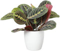 Live Red Prayer Plant, Pet Friendly, Easy to Grow, 4" Diameter Pot by ThorsensGreenhouse