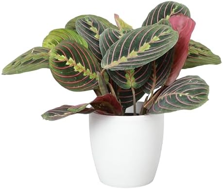 Live Red Prayer Plant, Pet Friendly, Easy to Grow, 4" Diameter Pot by ThorsensGreenhouse
