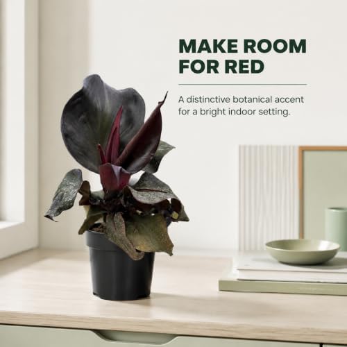 Philodendron Red Heart Live Plant - Fully Rooted Rare Indoor Houseplant - Image 6