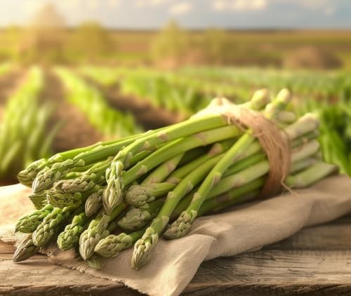 Millennium Asparagus Crowns 12 Pack | 2 Year Bare Root Live Plants | High Yield Cold Hardy Perennial Vegetable Roots | Premium Green Asparagus Garden Starter Crowns by CZGrain