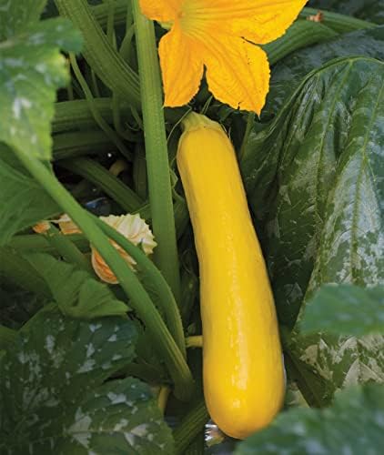 Burpee Butterstick Zucchini Summer Squash Seeds 25 seeds - Image 6