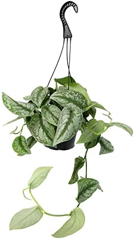 Silver Satin Pothos Plant Live Plant Hanging Basket, Silver Pothos Hanging Plant Live House Plants Indoors, Real Plants Indoor Live Plants Indoor Plants Live Houseplants Live Indoor by Plants for Pets - Image 2