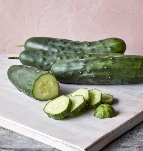 Burpee 'Marketmore 76' Slicing Cucumber Seeds, 125 Non-GMO seeds, Heirloom - Image 2