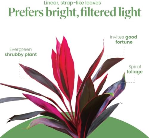 American Plant Exchange Ti Plant 'Sister' – 10-Inch Pot – Live Easy Care Indoor Houseplant, Air-Purifying, Bright Light Tropical Plant for Home, Garden Patio Decor - Image 4