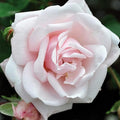 Heirloom Climbing Roses, Live Own Root Plant, New Dawn™ by HeirloomRoses
