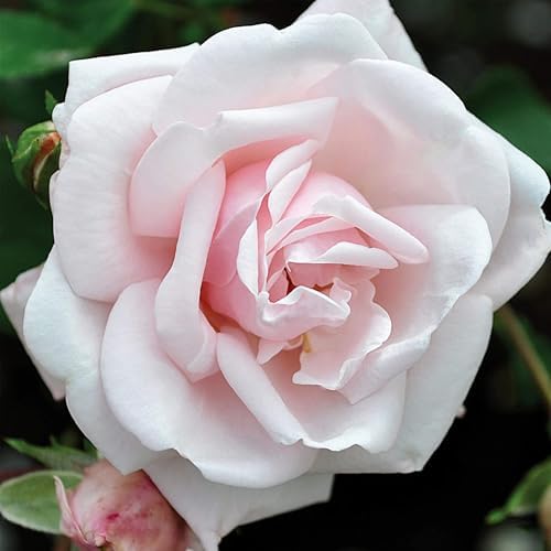 Heirloom Climbing Roses, Live Own Root Plant, New Dawn™ by HeirloomRoses