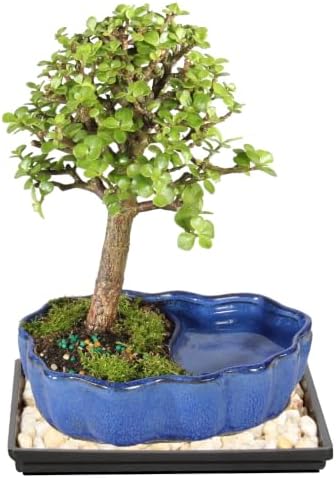 Brussel's Bonsai - Small Jade Live Bonsai Tree with Tray, Indoor Plant - Image 3