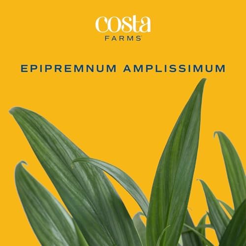 Costa Farms Silver Streak Pothos, Live Indoor Plant, Trailing Vine - Image 3