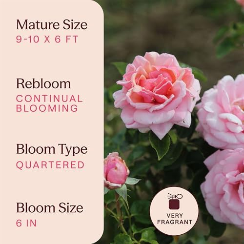 Heirloom Climbing Roses, Live Own Root Plant, Aloha - Image 6