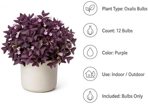12 Purple Shamrock Bulbs for Planting, Oxalis Bulbs, Oxalis Triangularis - Image 3