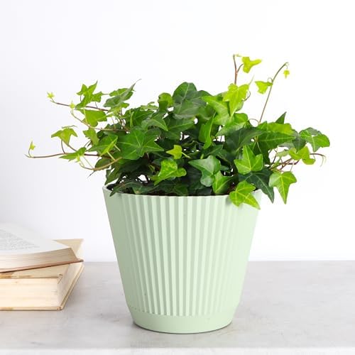 Live Hahn's Green Ivy Plant, Vining Indoor Plant, 6" Pot - Image 2