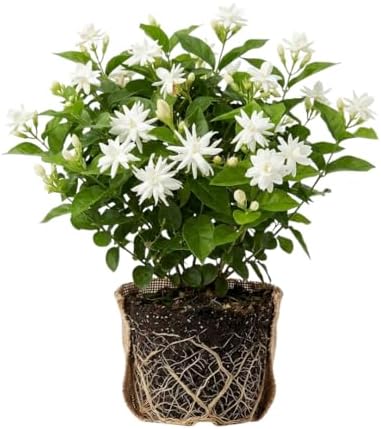 White Arabian Jasmine Live Plant, Flowering Shrub, 4-6 Inch Tall by Unknown