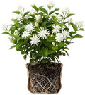 White Arabian Jasmine Live Plant, Flowering Shrub, 4-6 Inch Tall by Unknown
