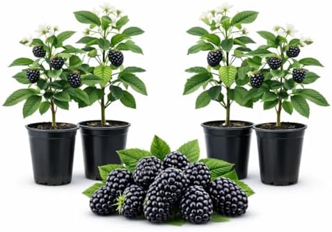 BlackBerry Plants Natchez Price Includes Four (4) Plants - Image 3