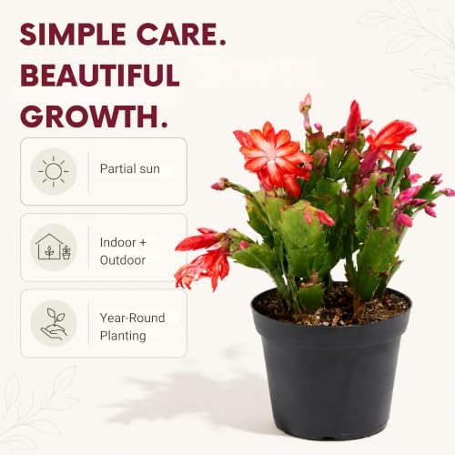 Christmas Cactus Live Plant, 8 Inch Rooted Indoor Holiday Houseplant - Image 4