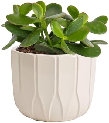 Costa Farms Succulent Plant, Live Jade Plant, Potted in Cute Decor Plant Pot with Potting Soil Mix, Room and Plants Home Decor, Housewarming, Birthday Gift, 6-8 Inches Tall by Unknown