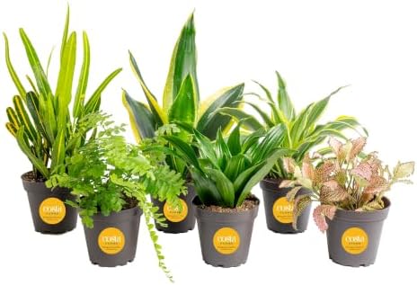 Costa Farms Live Indoor Plant Variety Bundle, 4-Inch Grow Pots, 6-Pack by Unknown