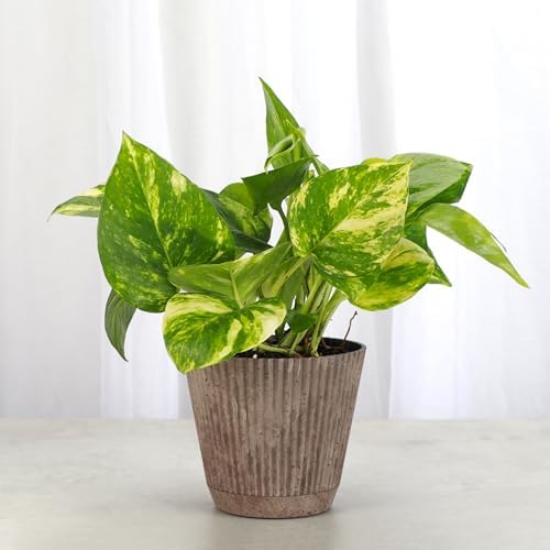 Live Golden Pothos, Indoor Vining Plant, Easy to Grow, 4" Pot - Image 4