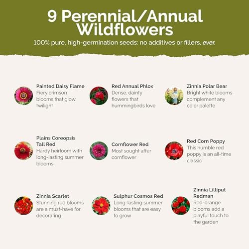 Eden Brothers Big Red Flower Mixed Seeds for Planting, 1 lb, 480,000+ Seeds with Painted Daisy Flame, Zinnia, Red Phlox | Attracts Pollinators, Plant in Spring or Fall, Zones 3, 4, 5, 6, 7, 8, 9, 10 - Image 3