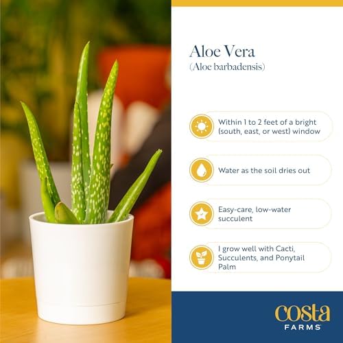 Costa Farms Aloe Vera, Live Indoor Plants, Easy Care, 7-in Tall, 2-Pack - Image 6