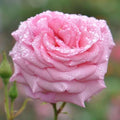 Heirloom Climbing Roses, Live Own Root Plant, Aloha by HeirloomRoses