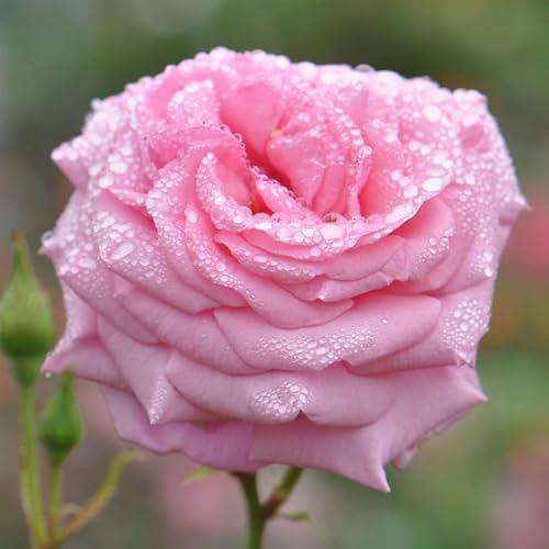 Heirloom Climbing Roses, Live Own Root Plant, Aloha by HeirloomRoses
