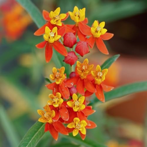 2 Tropical Milkweed Plants, Live Fragrant Asclepias Plant, 4-7'' Tall - Image 6