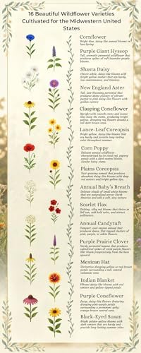 Minnesota Bulk Perennial and Annual Non-GMO Wildflower Seed Mix 1/2lb Covers 1,000sq-ft - Attract Pollinators, Multi-Color Blooms - Midwest US Species Plant in Spring/Fall (1/2 Pound) - Image 4