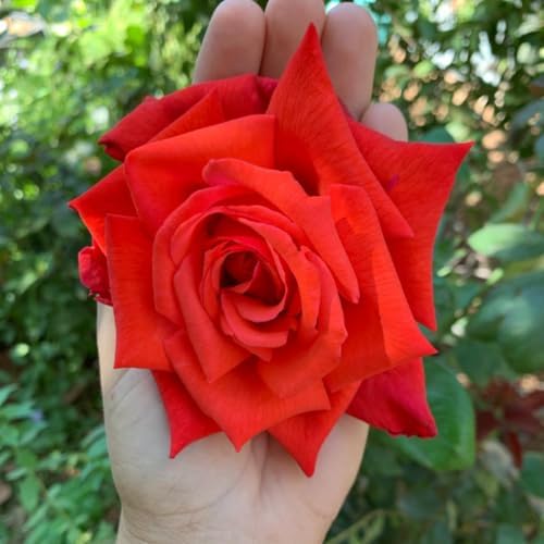 Red Climbing Rose Live Plant, Hardy, 5-10 Inch Tall - Image 4
