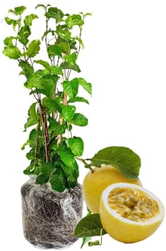 Yellow Passion Fruit Live Plant, Fully Rooted Fruit Vine, 5-7 Inch Tall by GardenNurserySince1996