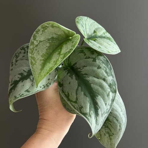 Silver Pothos Live Plant, Trailing Vine Plants, 4-6 Inches Tall - Image 2