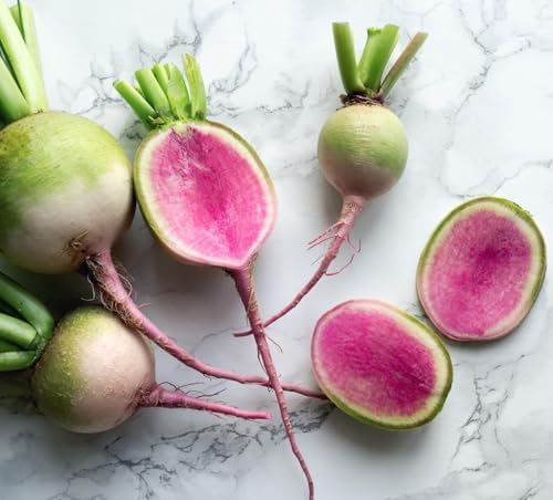 Watermelon Radish Seeds for Planting - Heirloom Non-GMO - Image 5