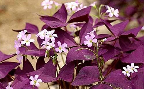 12PCS Purple Shamrocks Bulbs Good Luck Plant Purple Oxalis Bulbs for Planting Grows Indoor or Outdoor Oxalis Triangularis Bulb The Novice - Image 5
