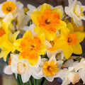 100 Mixed Daffodil Bulbs – Bulk Pack of Spring-Blooming Narcissus – Deer Resistant & Cold Hardy – Easy Fall Planting - Plant in Gardens, Borders & Flowerbeds - Willard & May by WillardMay