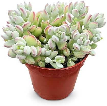 Live Succulent Plants 'Cotyledon Pendens', 4-inch, Fully Rooted, Easy Care by TNG