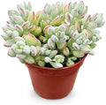 Live Succulent Plants 'Cotyledon Pendens', 4-inch, Fully Rooted, Easy Care by TNG