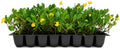 EcoTurf Perennial Peanut Grass | 3 Live Plants | Arachis Glabrata | Live Ground Cover for Sustainable Landscaping, Drought-Tolerant by FloridaFoliage