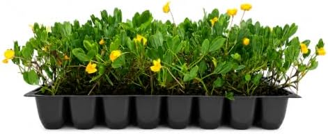 EcoTurf Perennial Peanut Grass | 40 Live Plants | Arachis Glabrata | Live Ground Cover for Sustainable Landscaping, Drought-Tolerant by FloridaFoliage