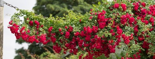 100+ Red Climbing Rose Seeds Ornamental Rosa Bush Vine Climber Long-Blooming - Image 5