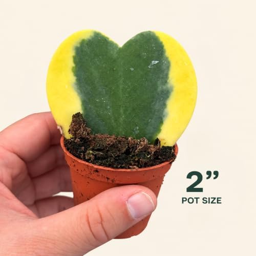 Hoya Heart Variegated Kerri Live Plant in 2-Inch Pot - Image 2