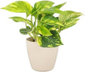 Live Golden Pothos, Indoor Vining Plant, Easy to Grow, 4" Pot by ThorsensGreenhouse