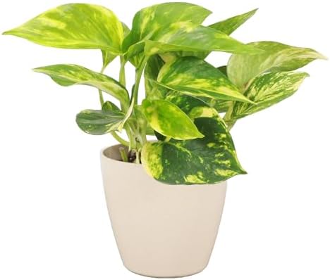 Live Golden Pothos, Indoor Vining Plant, Easy to Grow, 4" Pot by ThorsensGreenhouse