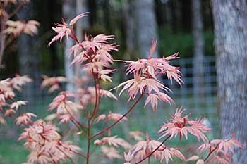 Coral Pink Japanese Maple - Beautiful Coral Pink Leaves in Spring Light Up the Garden 3 - Year Live Tree - Image 2