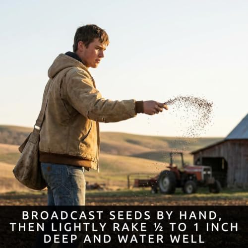 1000 Oat Seeds for Planting | Avena Sativa Grain Cover Crop Seeds - Image 4
