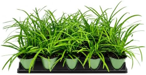 Liriope Big Blue | 10 Large 4 Inch Pots | Liriope muscari | Lavender Blue Flowers | Evergreen Ground Cover for Shade | Landscape Borders for Walkways and Beds by FloridaFoliage