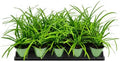 Liriope Big Blue | 15 Large 4 Inch Pots | Liriope muscari | Lavender Blue Flowers | Evergreen Ground Cover for Shade | Landscape Borders for Walkways and Beds by FloridaFoliage