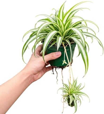 Live Spider Plant in 4 Inch Pot, Variegated Trailing Houseplant, Easy Care Indoor Plant by Unknown