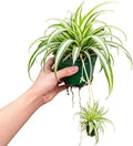 Live Spider Plant in 4 Inch Pot, Variegated Trailing Houseplant, Easy Care Indoor Plant by Unknown