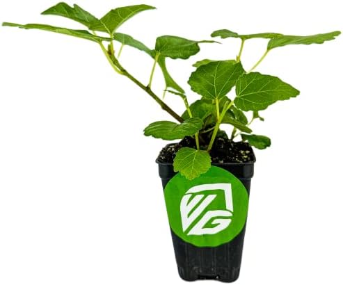 Kadota Fig Tree Live Plant - Ficus carica - Wellspring Gardens Starter Plant - Image 2